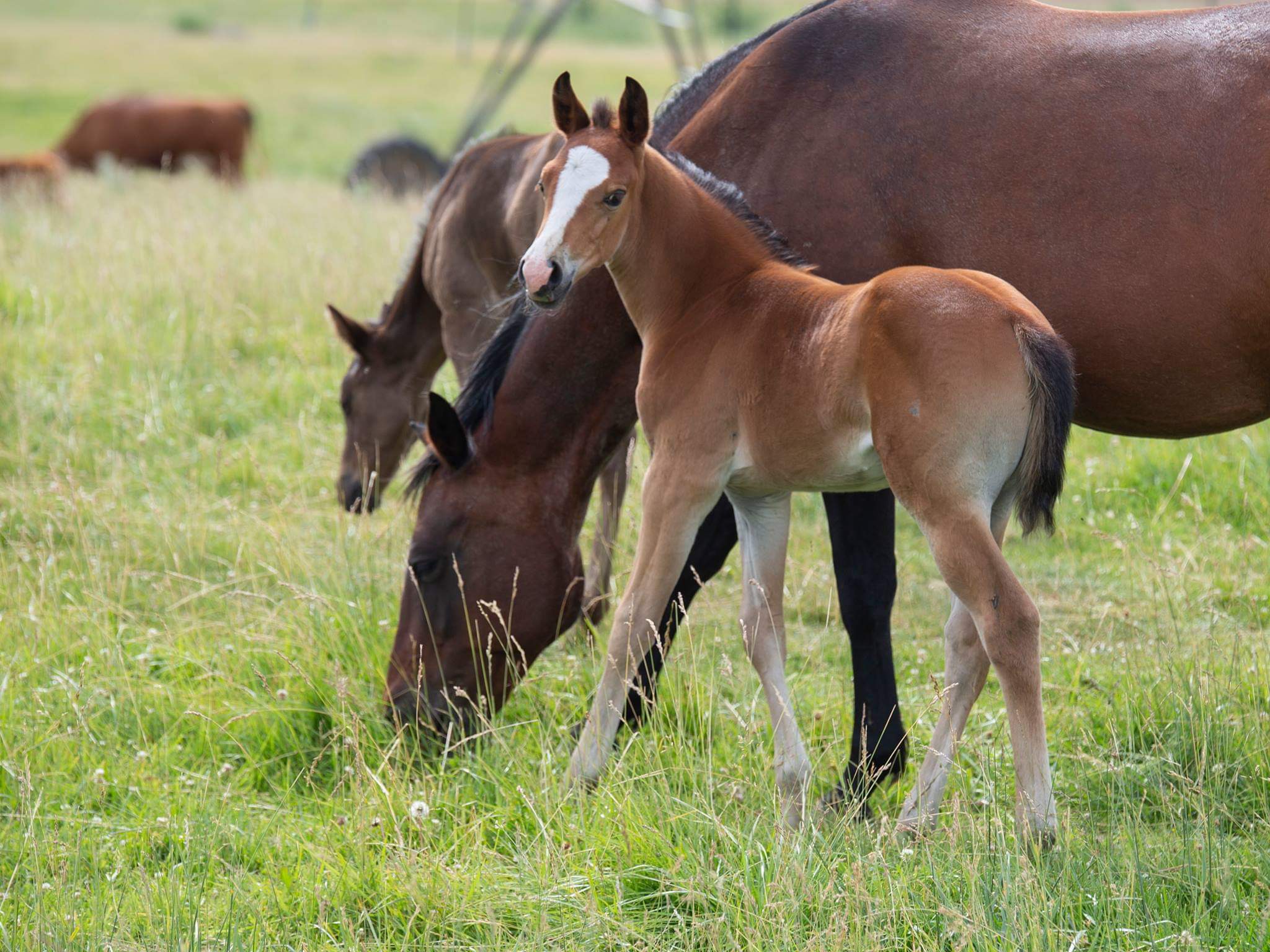 47243345_2579803268726723_4739411151740207104_o