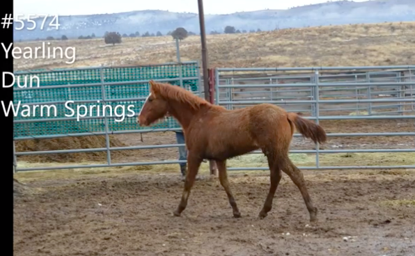 Screen Shot 2020-03-19 at 1.21.52 PM