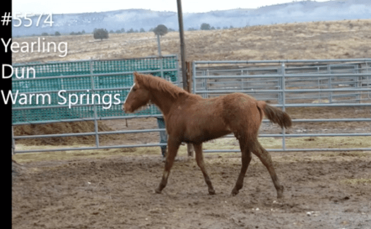 Screen Shot 2020-03-19 at 1.21.52 PM