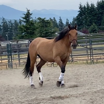 Mustang Story #8! Do we have the real life “Spirit”?!?