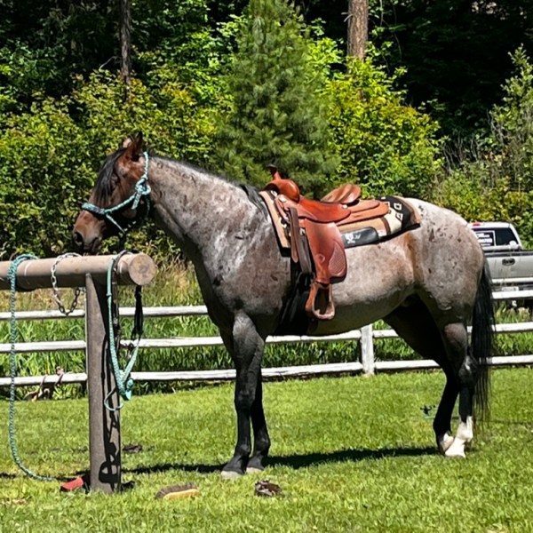 Mustang Story #2: We adopted a Wild Mustang&nbsp;online!!!