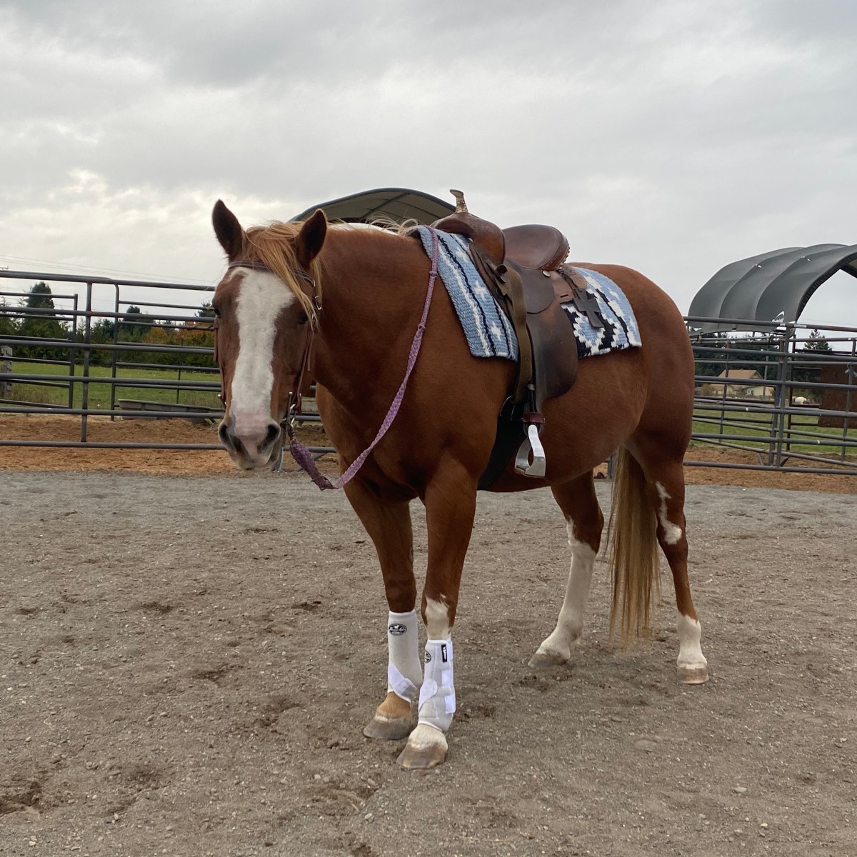 Mustang Story #3: The 8yr old chestnut mare…did I make the right&nbsp;choice?